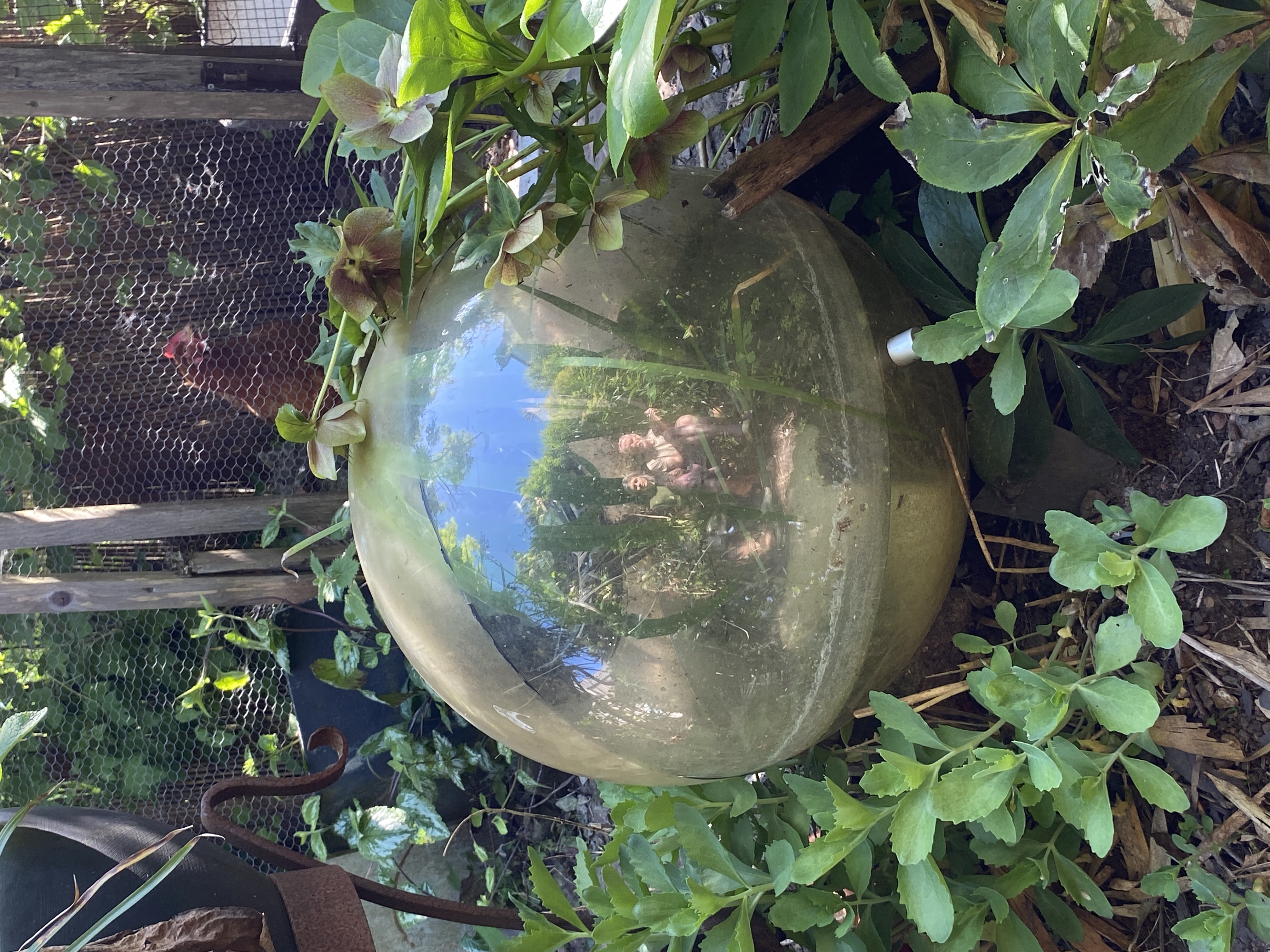 a couple reflected in a glass orb in a garden
