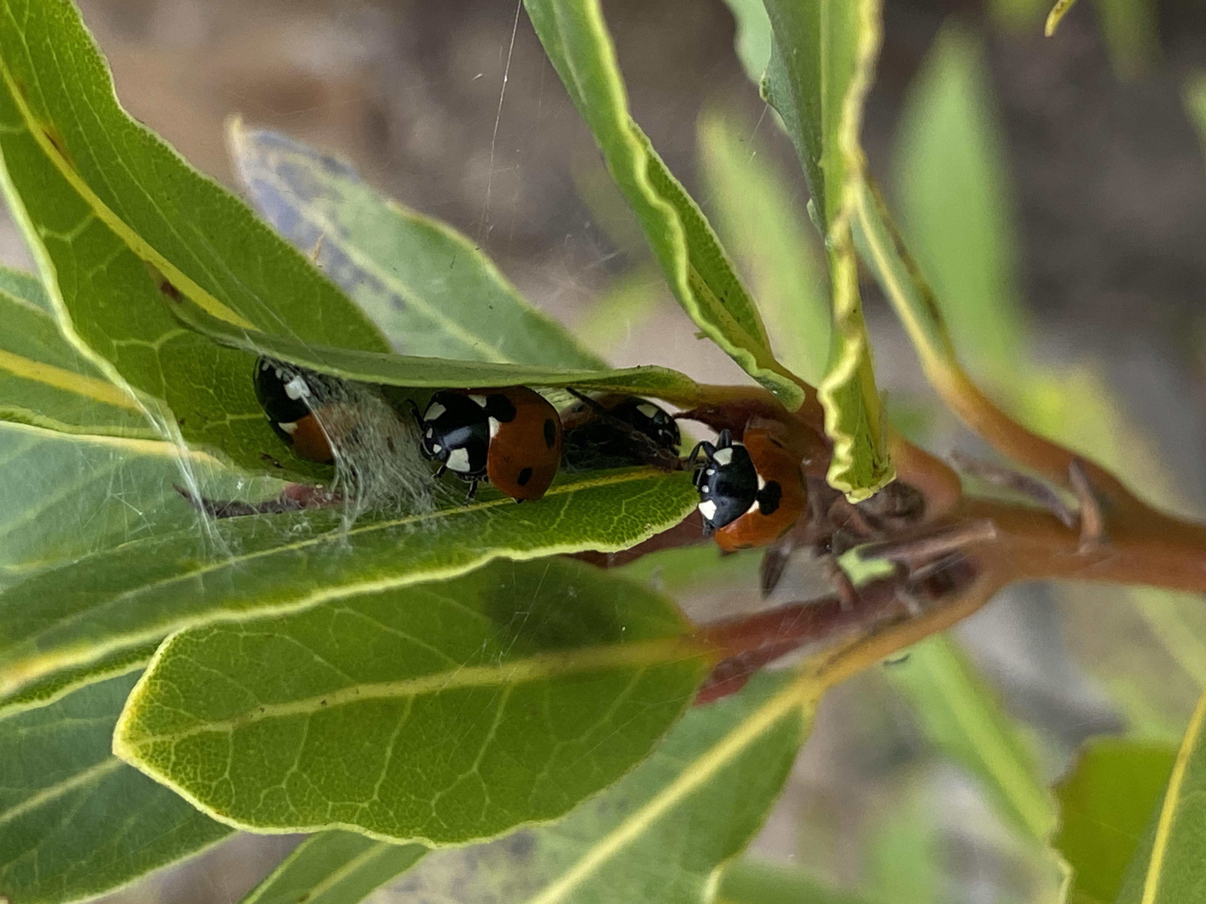 A collection of ladybirds on a plant