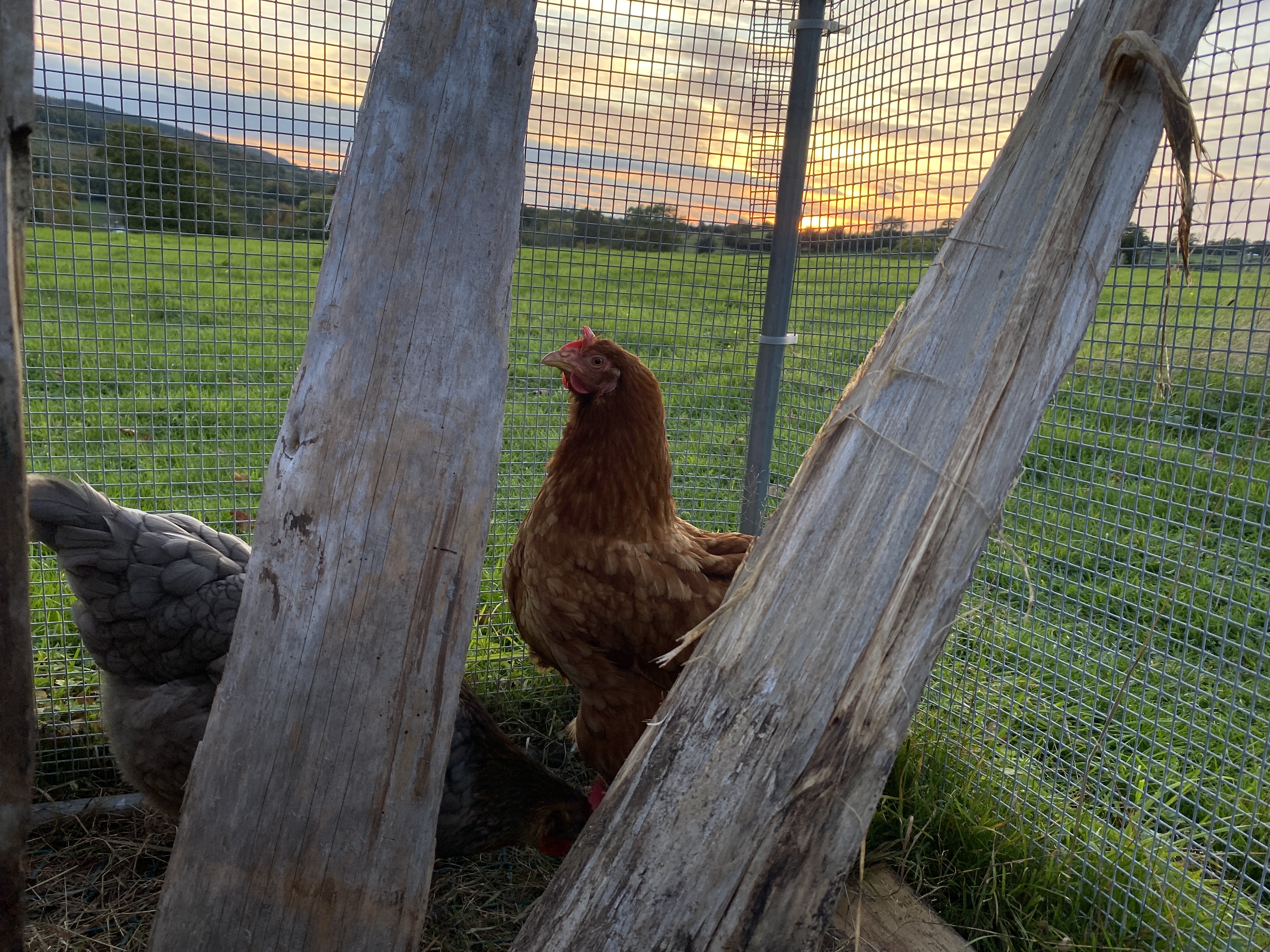 chicken watching a sun set