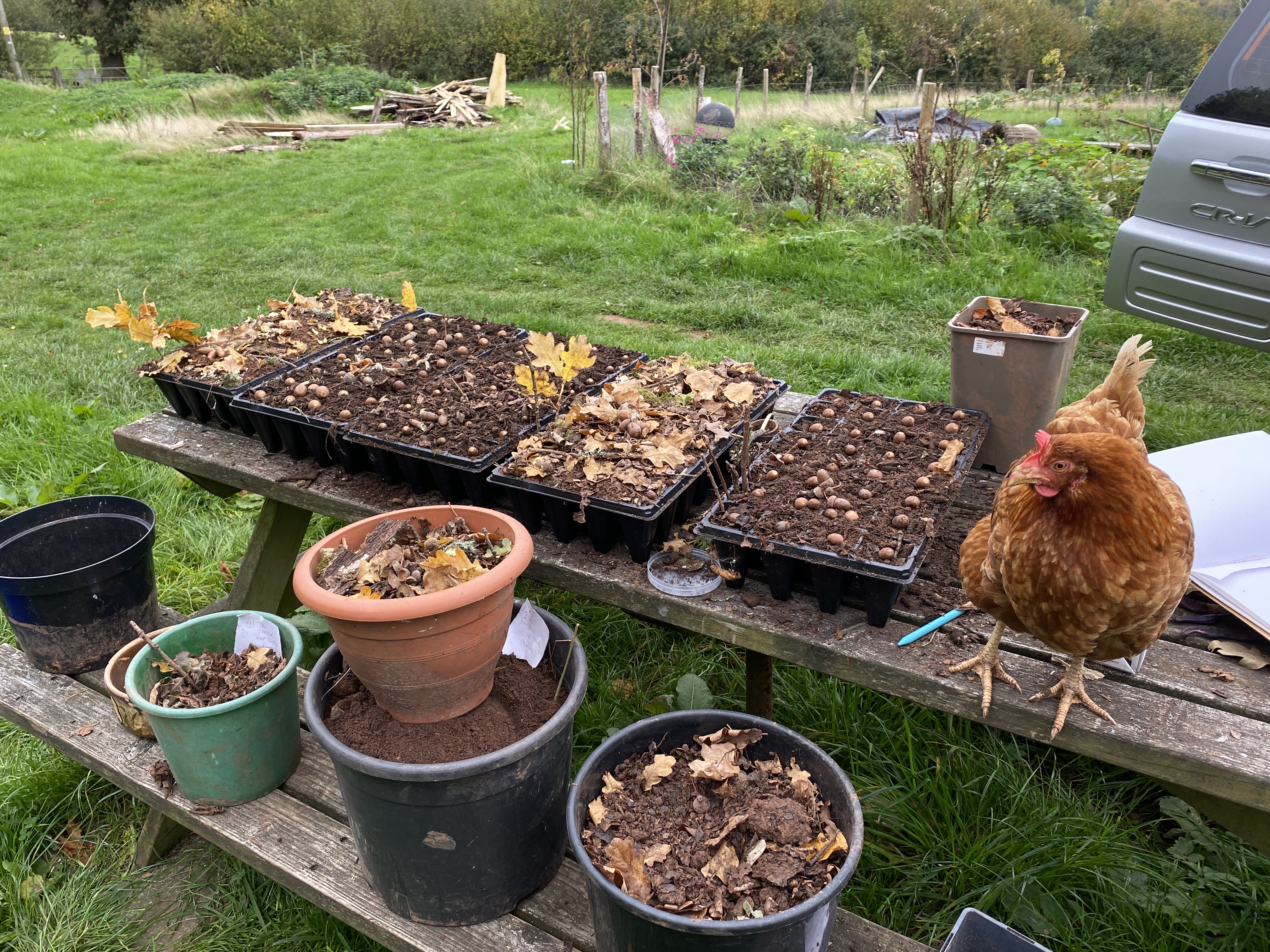 chicken stood on a table with lots of acorns being planted up