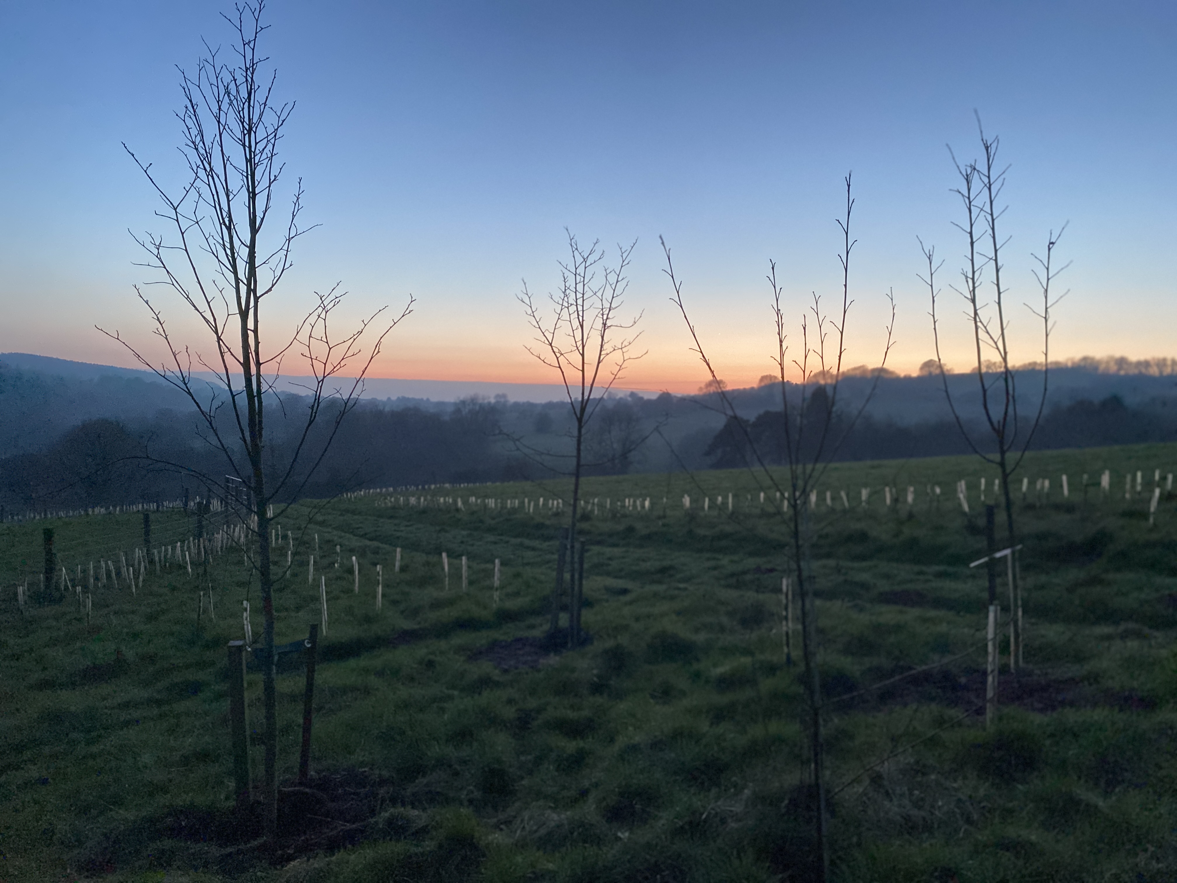 newly planted trees in a field