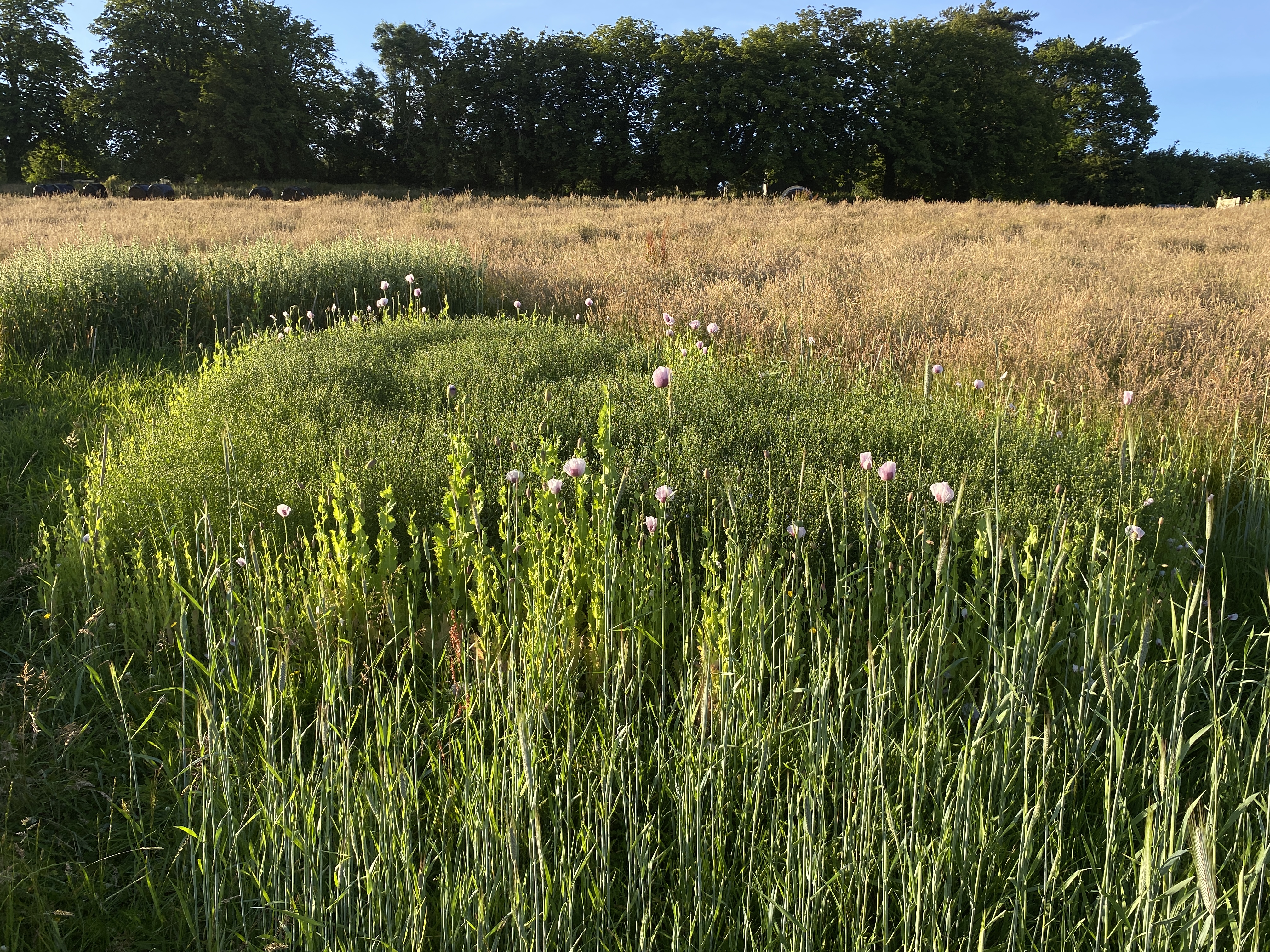 a 15ft heart grown out of flax, poppies, surrounded in rye and oats