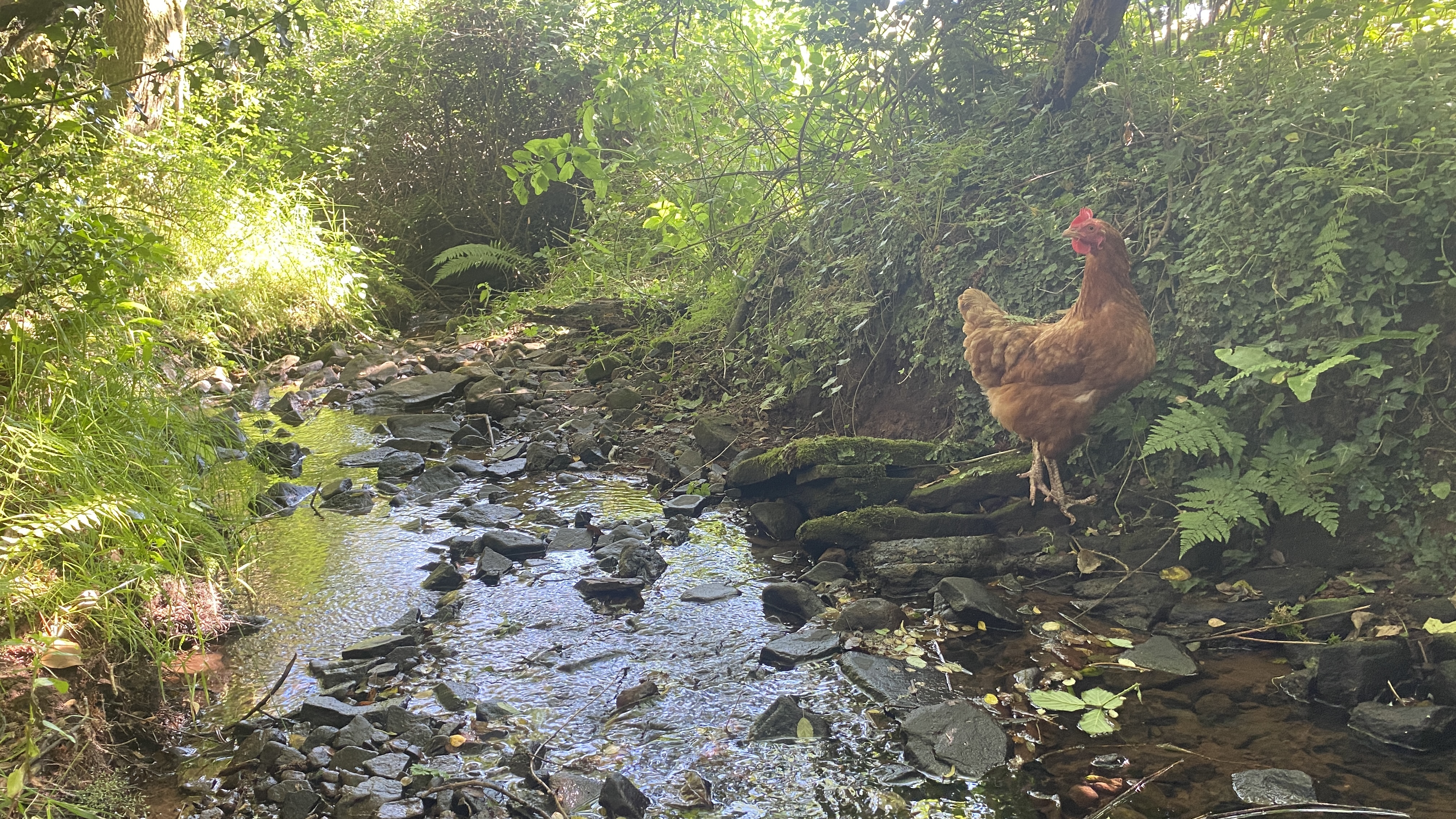 chicken stood by a stream