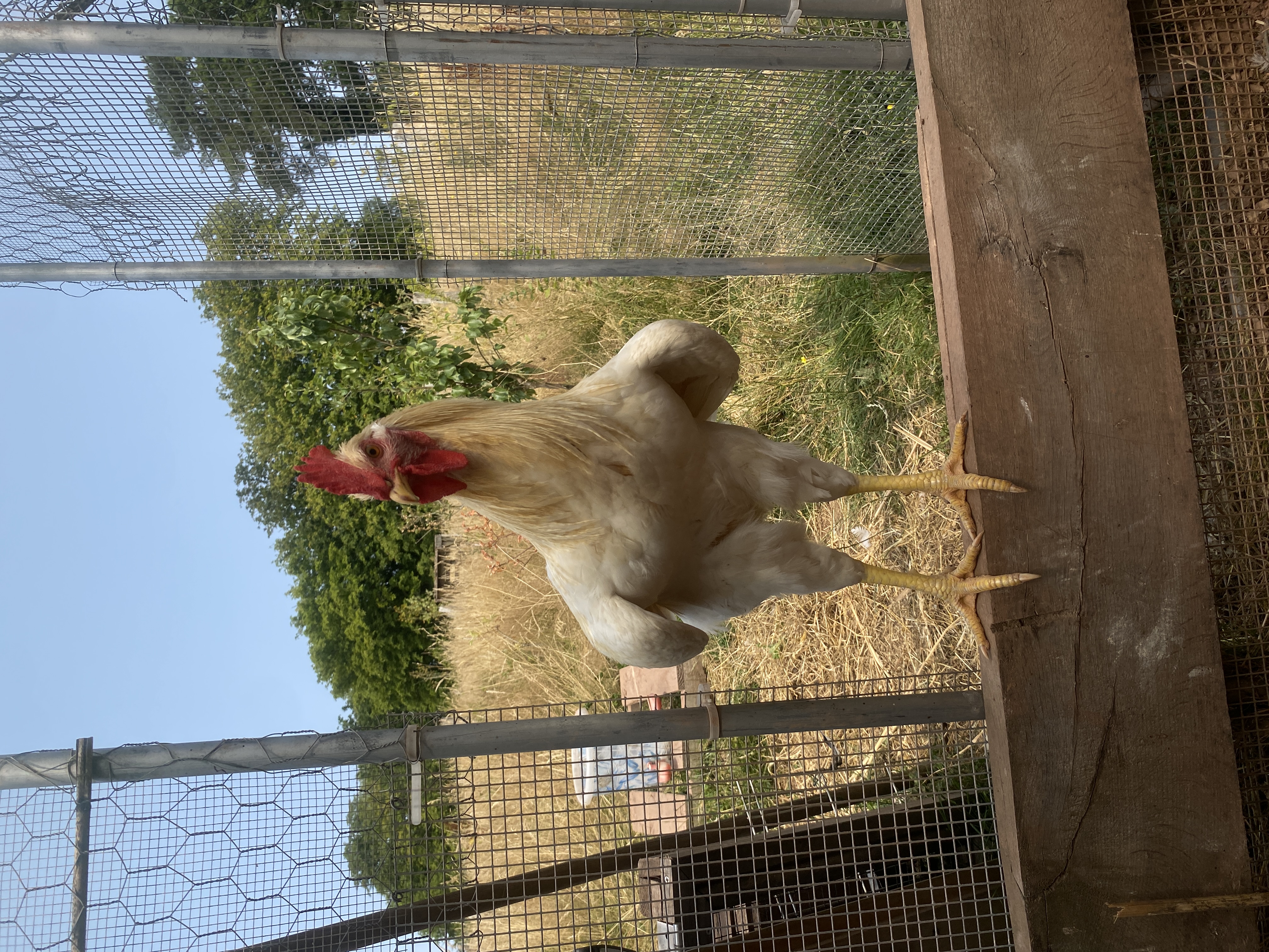 a young cockerel standing in a doorway looking hot