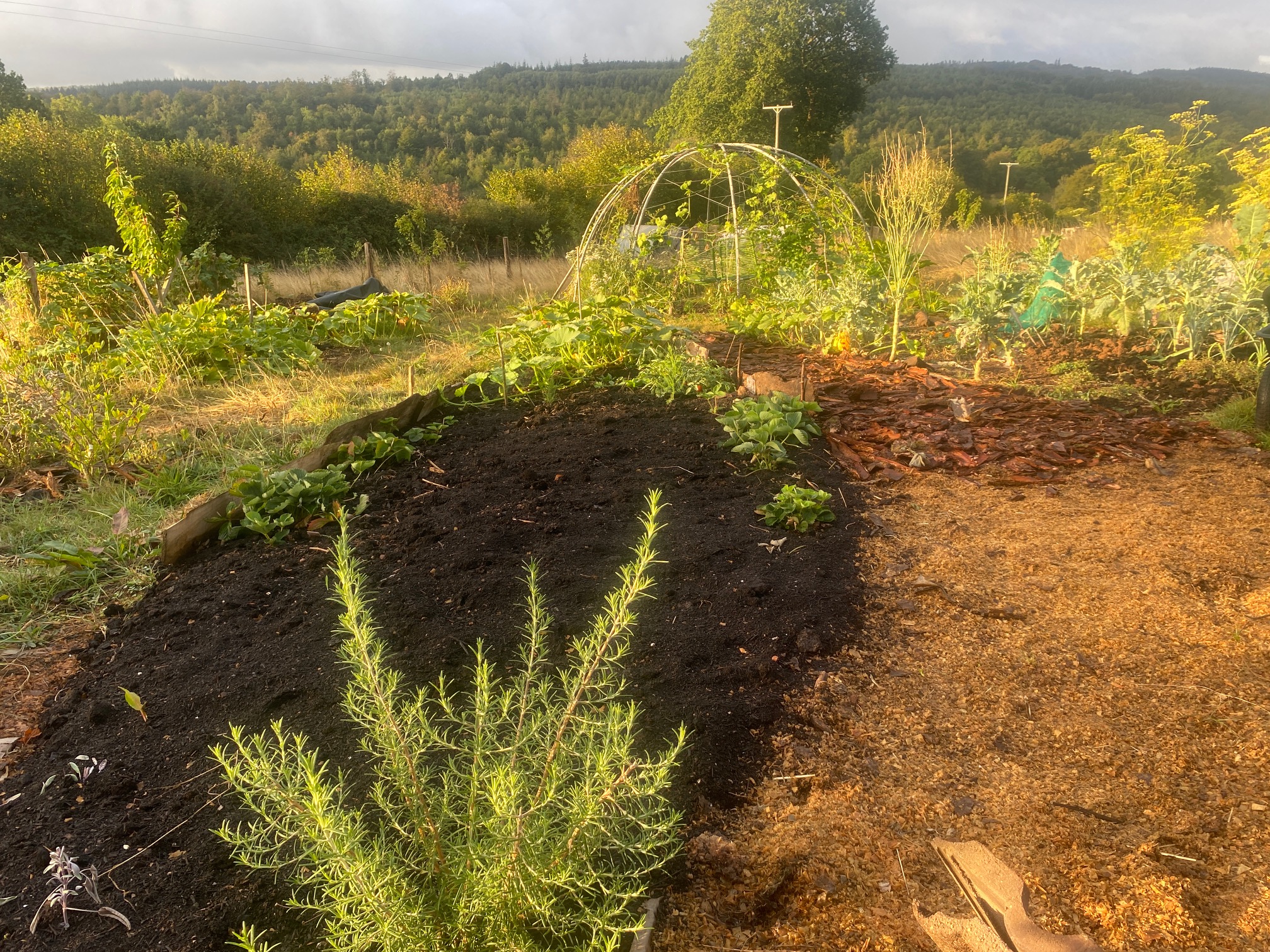 a growing space filled with eatables and a plot ready fro planting up