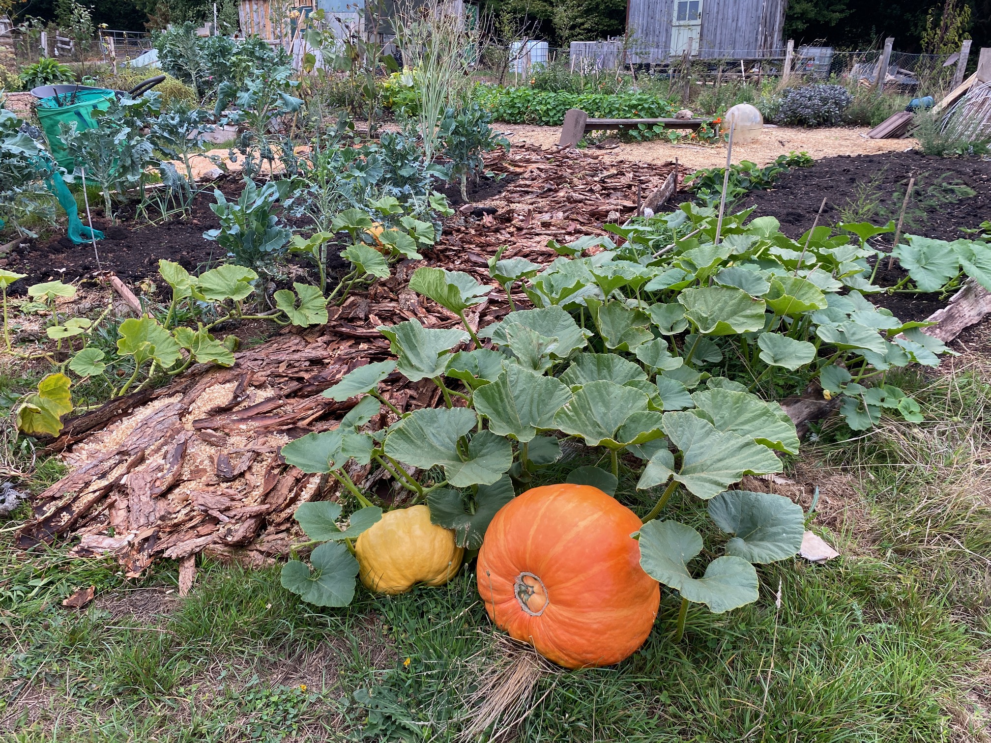 Vegetable plot with a huge orange pumpkin