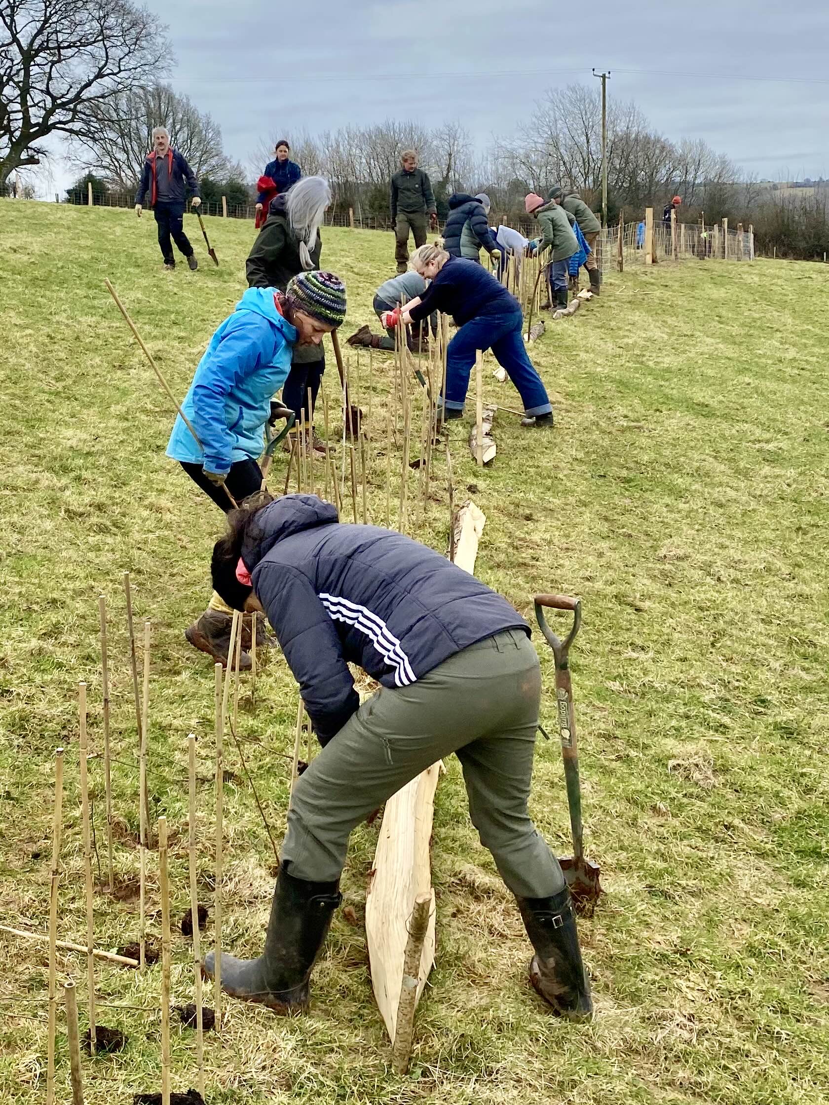 Stump up or trees organisation, planting trees with their volunteers