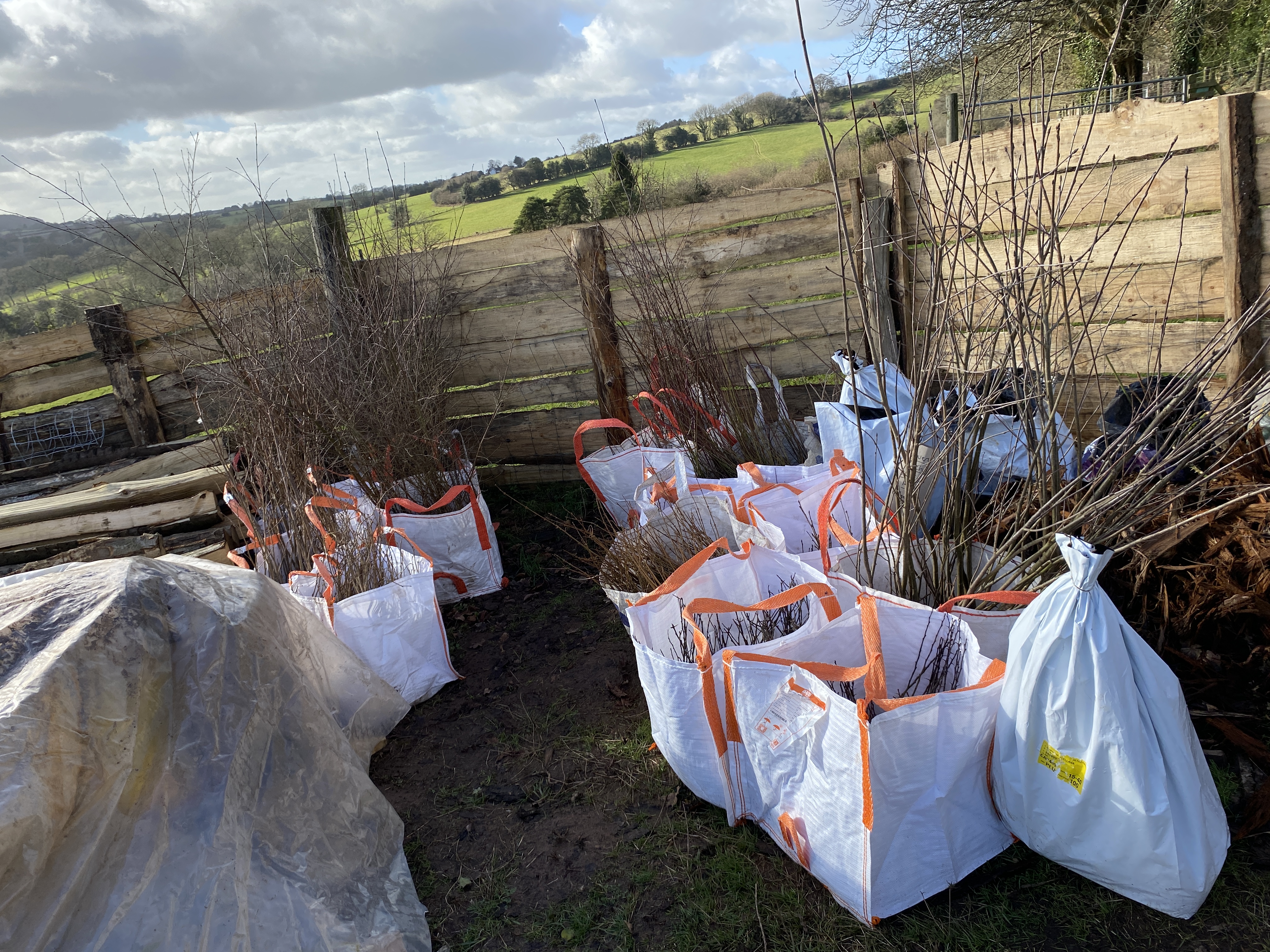 Bags of bare root trees ready for planting