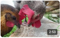 image of chicken eating in close up