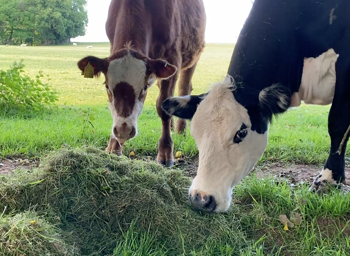 2 cows eating