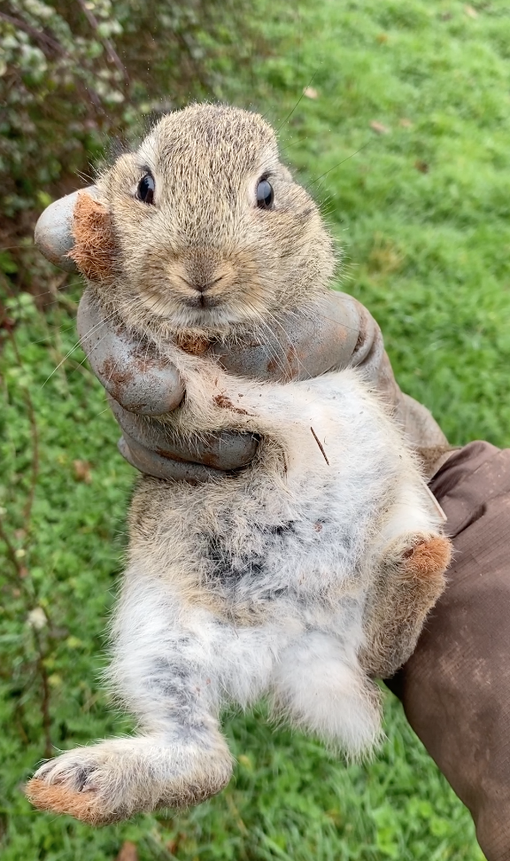 person holding a baby rabbit 