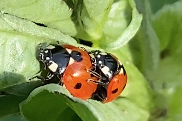 ladybirds mating with enthusiasm