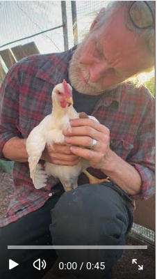 man cwtshing young cockerel